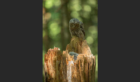 Habichtskauz (Strix uralensis)