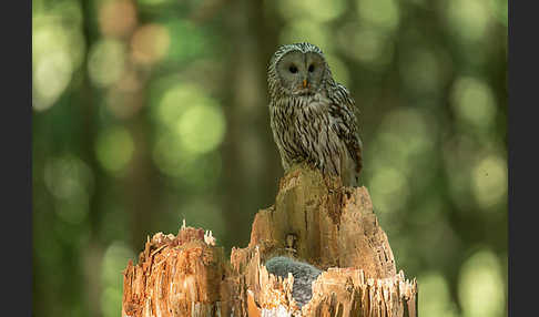 Habichtskauz (Strix uralensis)