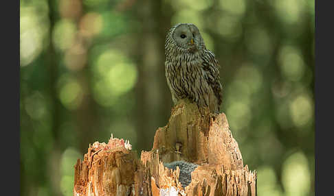 Habichtskauz (Strix uralensis)