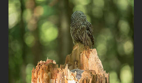 Habichtskauz (Strix uralensis)