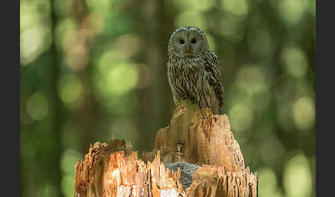 Habichtskauz (Strix uralensis)