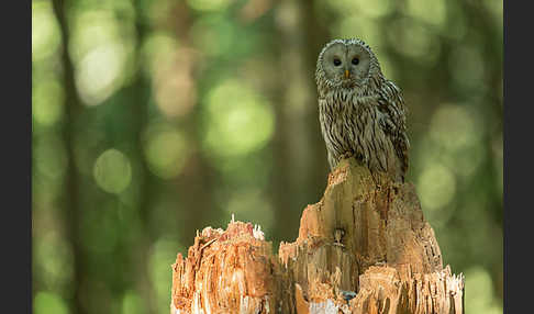 Habichtskauz (Strix uralensis)