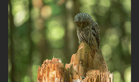 Habichtskauz (Strix uralensis)