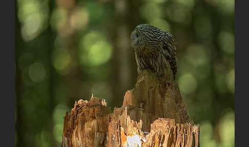 Habichtskauz (Strix uralensis)