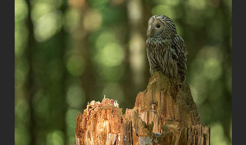 Habichtskauz (Strix uralensis)