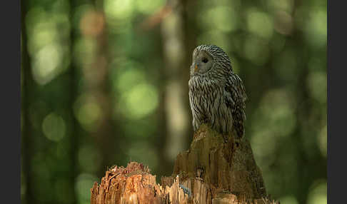 Habichtskauz (Strix uralensis)