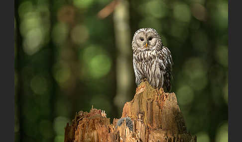 Habichtskauz (Strix uralensis)