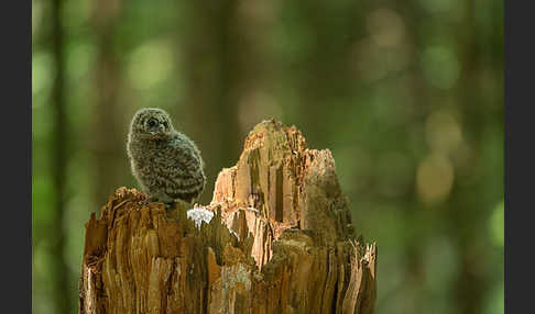 Habichtskauz (Strix uralensis)