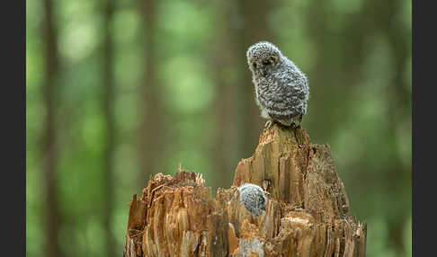 Habichtskauz (Strix uralensis)