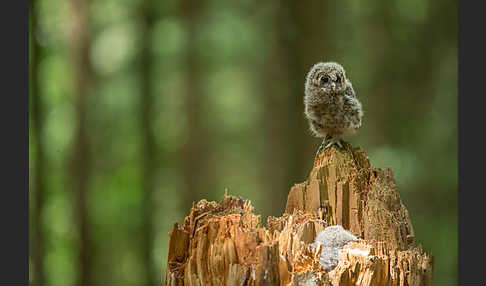 Habichtskauz (Strix uralensis)