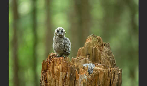 Habichtskauz (Strix uralensis)