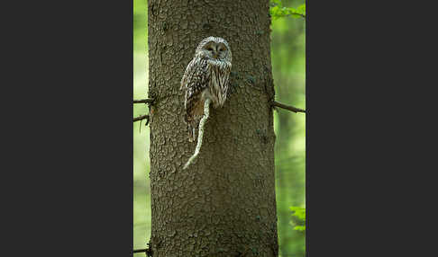 Habichtskauz (Strix uralensis)