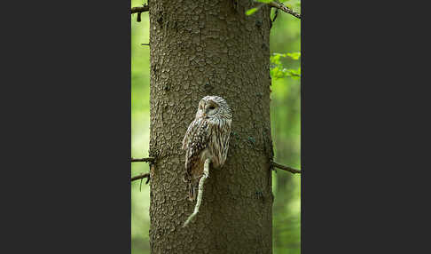 Habichtskauz (Strix uralensis)