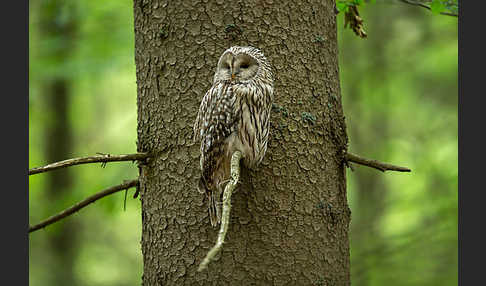 Habichtskauz (Strix uralensis)