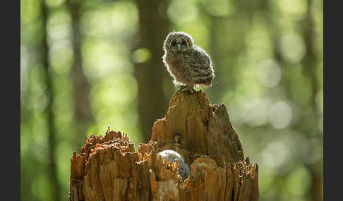 Habichtskauz (Strix uralensis)