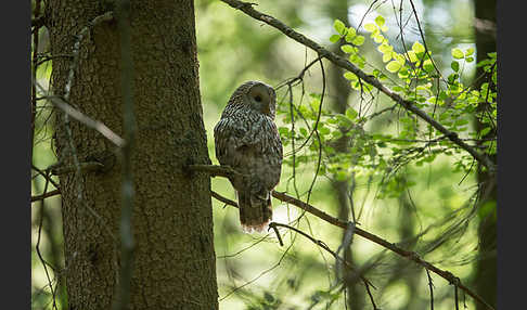 Habichtskauz (Strix uralensis)