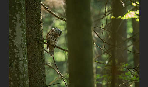 Habichtskauz (Strix uralensis)