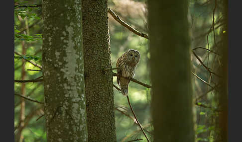 Habichtskauz (Strix uralensis)