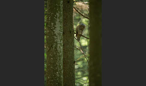 Habichtskauz (Strix uralensis)