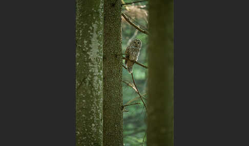 Habichtskauz (Strix uralensis)