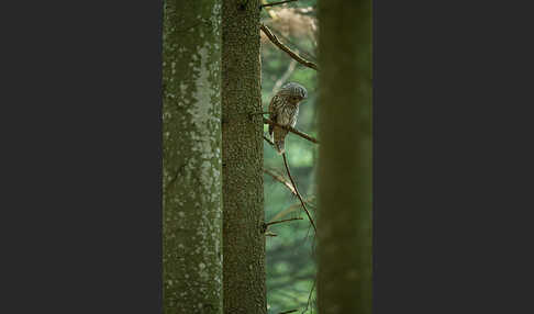 Habichtskauz (Strix uralensis)