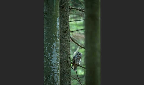 Habichtskauz (Strix uralensis)