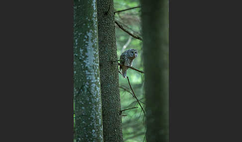 Habichtskauz (Strix uralensis)