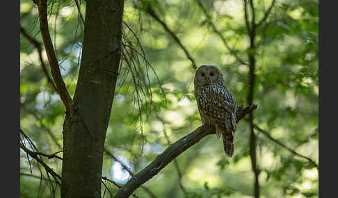 Habichtskauz (Strix uralensis)