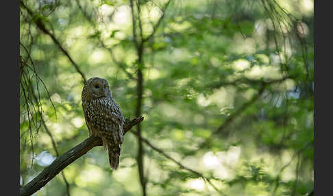 Habichtskauz (Strix uralensis)