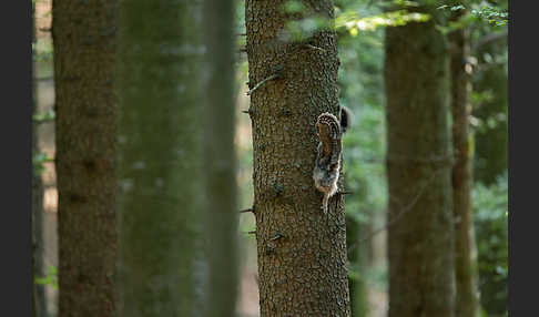 Habichtskauz (Strix uralensis)