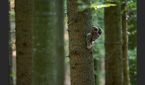 Habichtskauz (Strix uralensis)