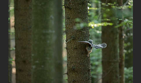 Habichtskauz (Strix uralensis)