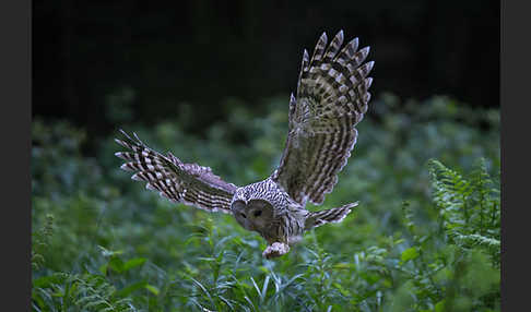 Habichtskauz (Strix uralensis)