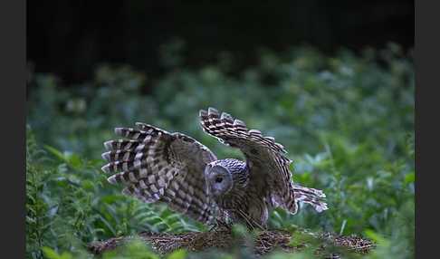 Habichtskauz (Strix uralensis)