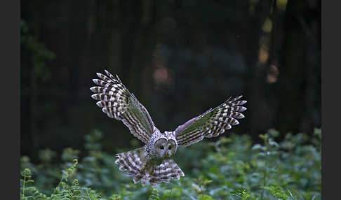 Habichtskauz (Strix uralensis)