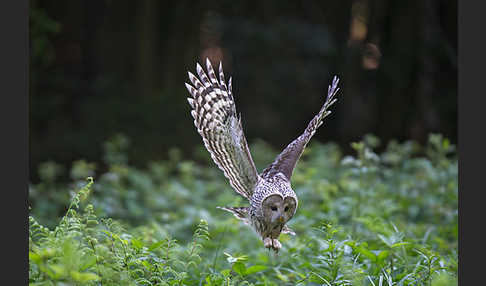 Habichtskauz (Strix uralensis)