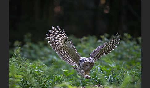 Habichtskauz (Strix uralensis)