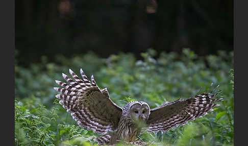 Habichtskauz (Strix uralensis)