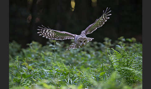 Habichtskauz (Strix uralensis)