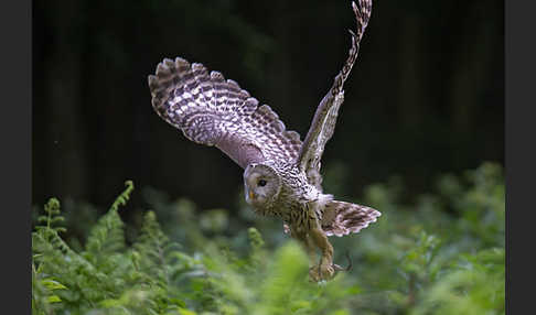 Habichtskauz (Strix uralensis)