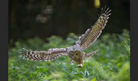 Habichtskauz (Strix uralensis)