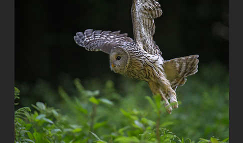 Habichtskauz (Strix uralensis)