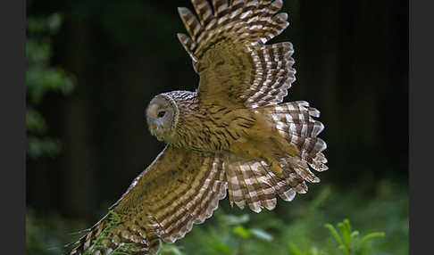 Habichtskauz (Strix uralensis)