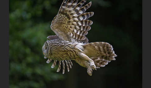 Habichtskauz (Strix uralensis)