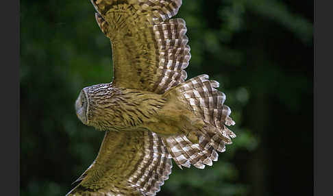 Habichtskauz (Strix uralensis)