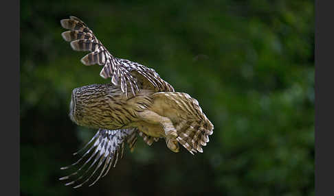 Habichtskauz (Strix uralensis)