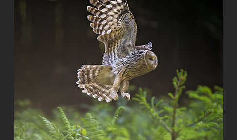 Habichtskauz (Strix uralensis)