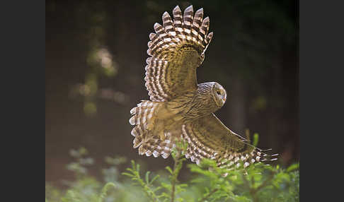 Habichtskauz (Strix uralensis)