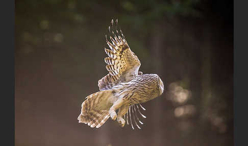 Habichtskauz (Strix uralensis)