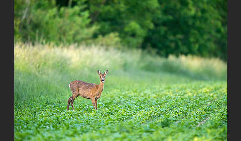 Rehwild (Capreolus capreolus)